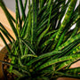 detailed view of Snake Plant Fernwood