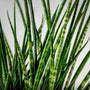 Fernwood Mikado Snake plant 