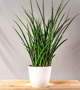 Fernwood Mikado Snake Plants