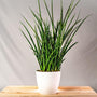 Snake Plant Fernwood in white pot
