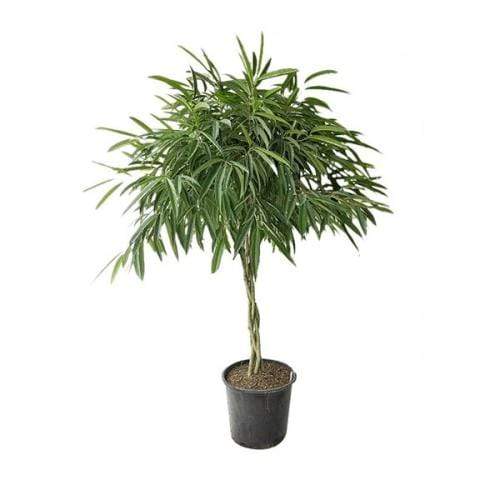 ficus alii variegata Ficus Alii - 10 Inch Pot (3 to 4 Feet Tall