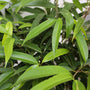close up vibrant green ficus leaves
