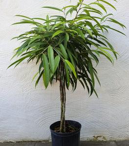 Ficus Alii