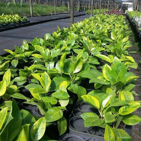ficus altissima bush Buy Ficus Altissima Plants Online | Garden Goods Direct