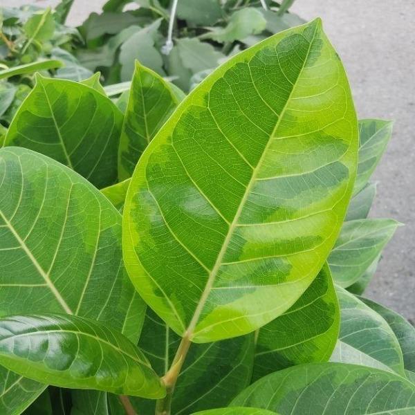 ficus altissima for sale Buy Ficus Altissima Plants Online | Garden Goods Direct