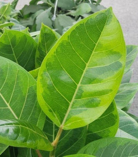 Ficus Altissima Golden Gem