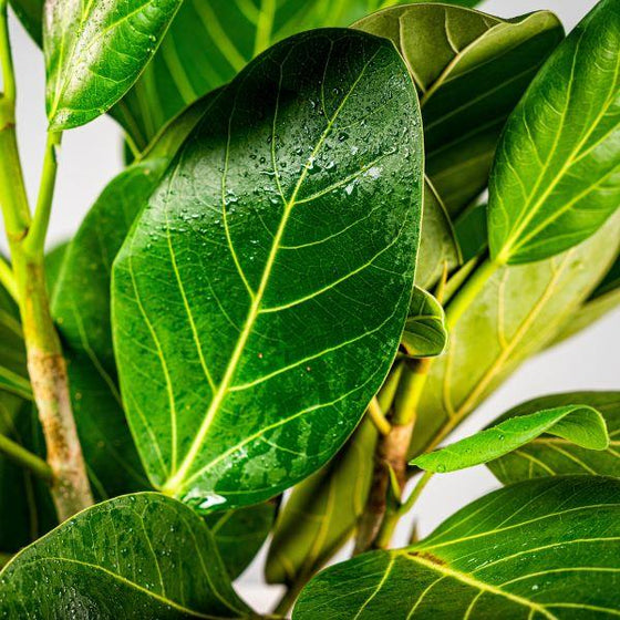 Ficus Audrey Tropical Houseplant Foliage