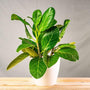Ficus Audrey in white pot