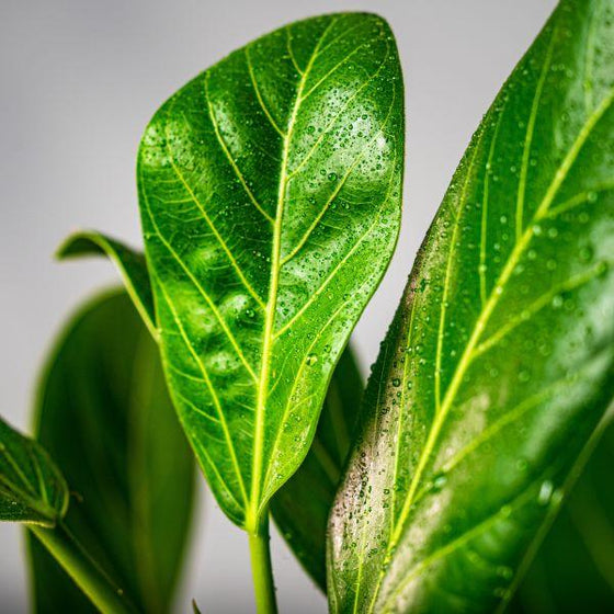 close up view of vibrant bright green ficus audrey