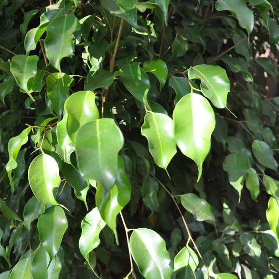 a closer look at the glossy green foliage of the ficus benjamina tree sold online