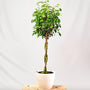 Ficus benjamina Tree in white pot