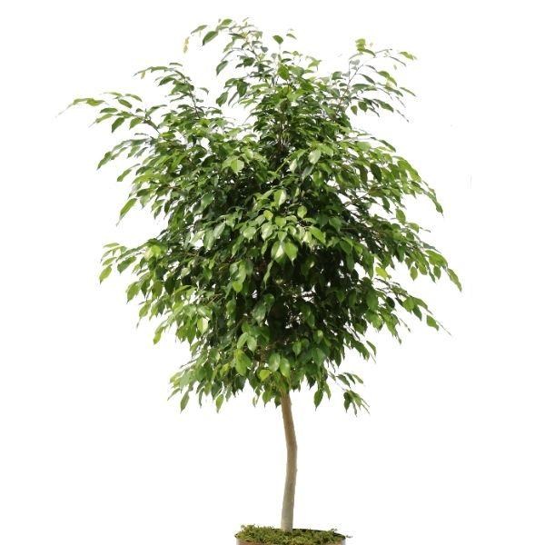 Real Indoor Ficus Tree