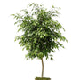 Ficus benjamina sold online grown as a single stem tree