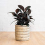 Burgundy Rubber Tree Plant in wicker basket shows off its deep burgundy oval shaped leaves