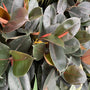 Burgundy Ficus Rubber Tree house plant showing its deep chocolate-green colored oval shaped leaves