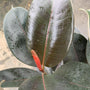 close up view of Burgundy Ficus