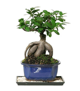 Ficus Ginseng