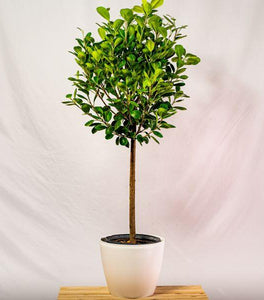 Ficus Moclame