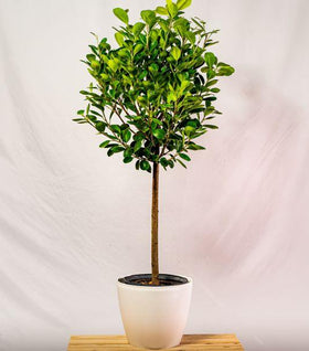 Ficus Moclame