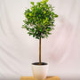 Ficus Microcarpa Moclame in white pot