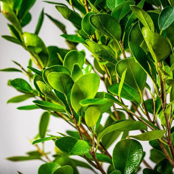 beautiful and vibrant Ficus Microcarpa Moclame at Garden Goods