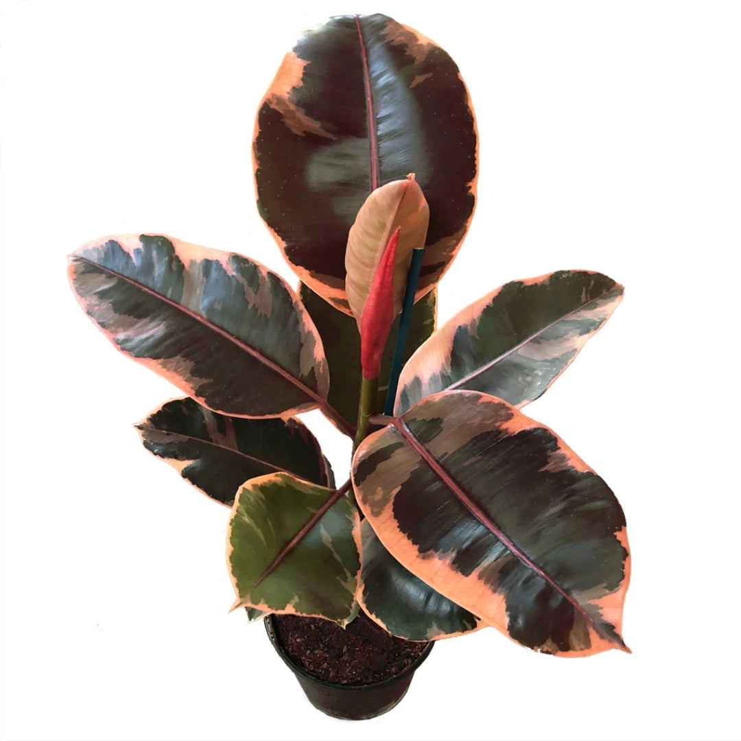 Buy Ficus Ruby Online - Ficus elastica 'Ruby' | Garden Goods Direct