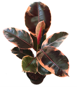 Ficus Ruby