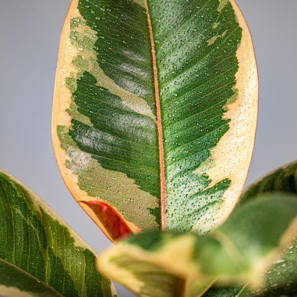 ficus tineke rubber tree plant 6p! Ficus e Tineke Bush / Variegated RubberTree /Tropical
