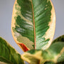 Beautiful vibrant Ficus Tineke