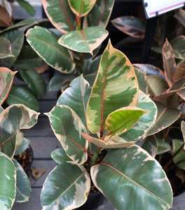 Ficus Tineke