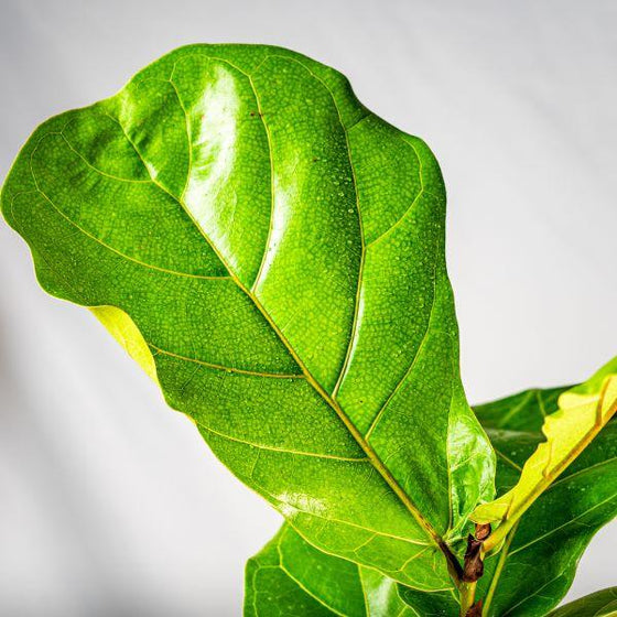 solitary deep green violin shaped Ficus Lyrata Fig Bush leaf 