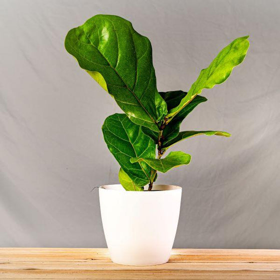 Fiddle Leaf Fig hot Tree in White Pot