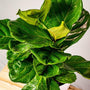 clusters of large broad violin shaped emerald and dark green Fiddle Leaf fig bush foliage