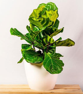 Fiddle Leaf Fig Bushes