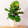 dark green foliage of Fiddle Leaf Fig Bush as decorative houseplant 
