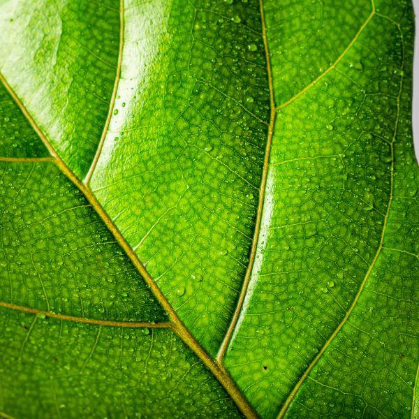 fiddle leaf fig close up Fiddle Leaf Fig Bushes