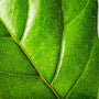 close up view of Fiddle Leaf Fig