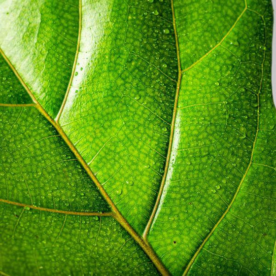 close up view of Fiddle Leaf Fig