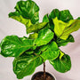 large dark green fan leaves of fiddle leaf fig tree