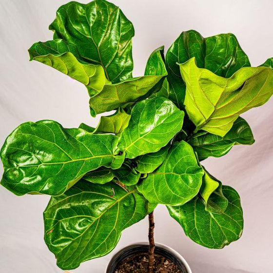 large dark green fan leaves of fiddle leaf fig tree