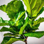 dark green leaves of fiddle leaf fig tree