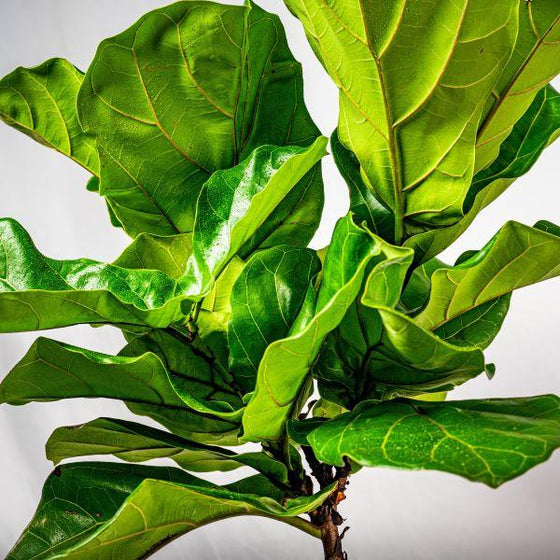 dark green leaves of fiddle leaf fig tree