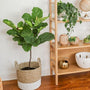 Fiddle Leaf Fig tree in natural basket