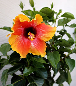 Fiesta Hibiscus