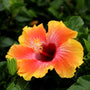 giant orange and pink flower of the fiesta tropical hibiscus shrub