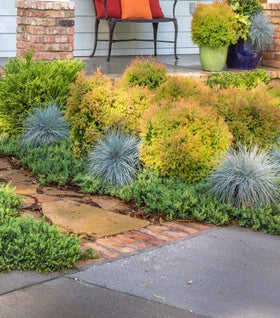 Fire Chief™ Arborvitae