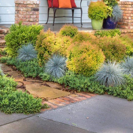 Thuja fire chief planted in a colored garden