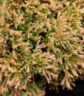 Fire Chief™ Arborvitae