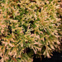 thuja fire chief evergreen shrubs colorful foliage