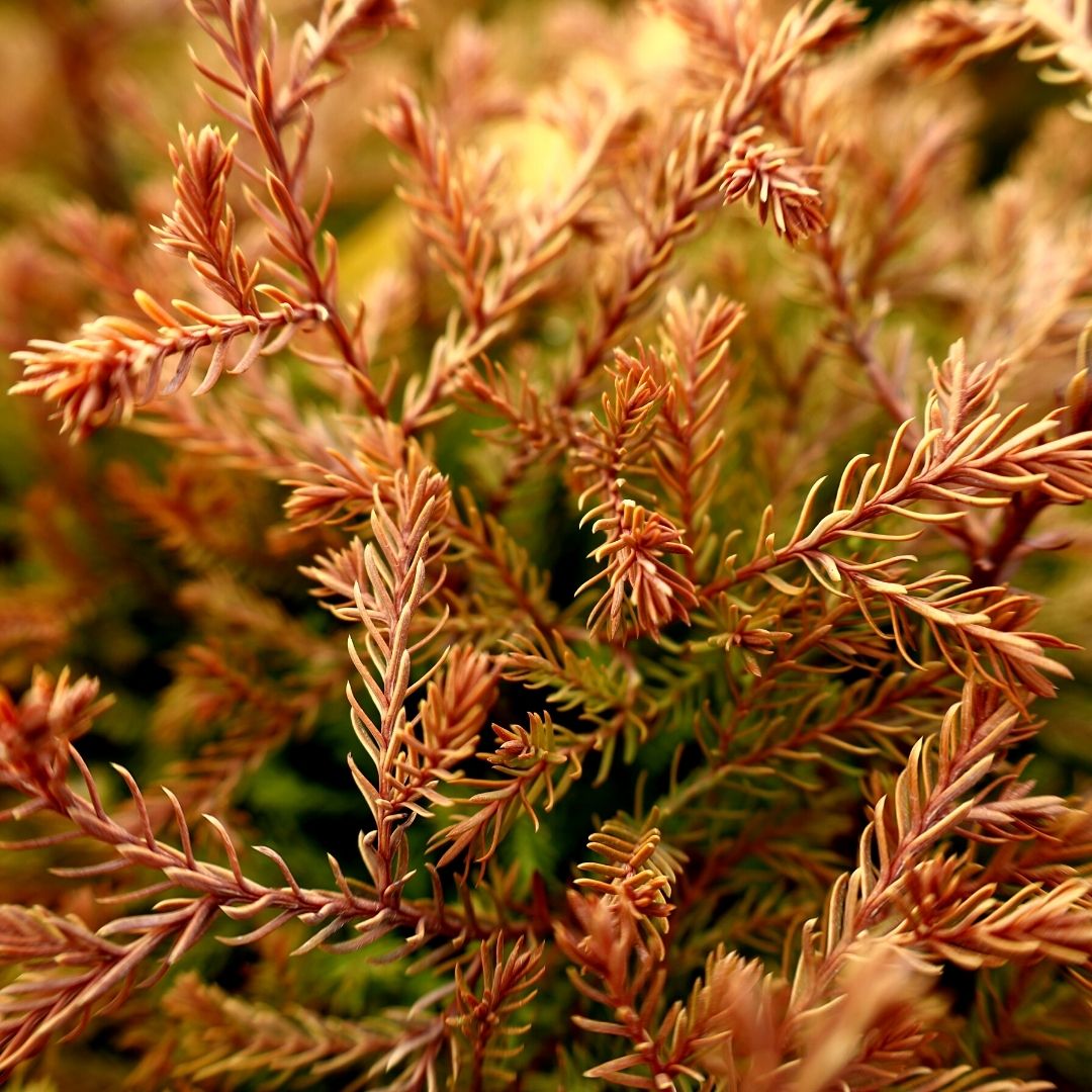 Fire Chief Arborvitae for Sale